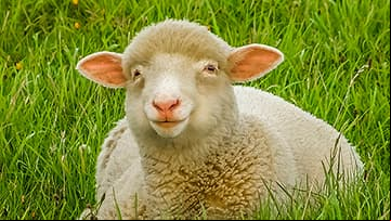 Sonidos de animales. Videos infantiles divertidos para ni