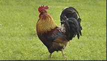 Video con sonidos de animales de granja para ni
